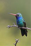 Broad-billed Hummingbirdborder=